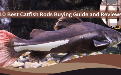 Best Catfish Rods